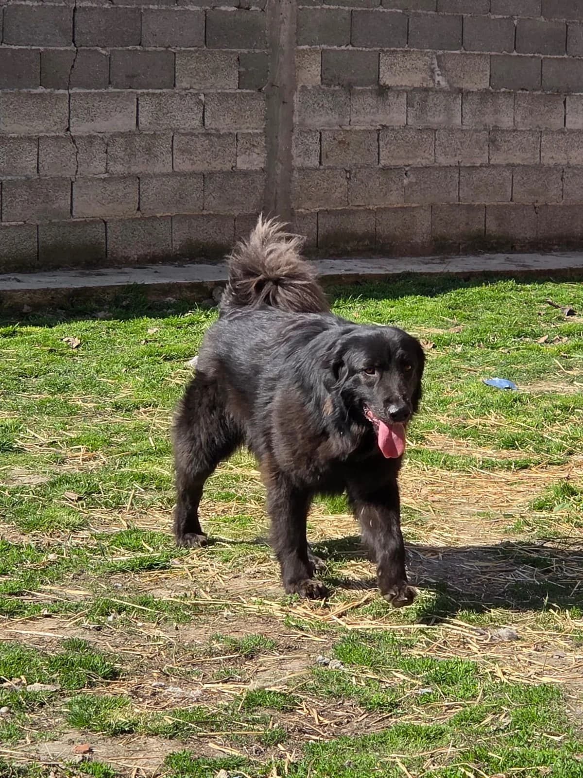 Cally,  Mixed Breed for adoption at Help For Strays e.V. - Animal Hope Riska Belgrad — photo 8 of 10