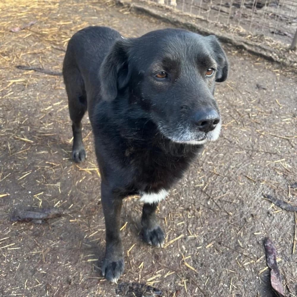 Delon,  Mixed Breed for adoption at Help For Strays e.V. - Animal Hope Riska Belgrad