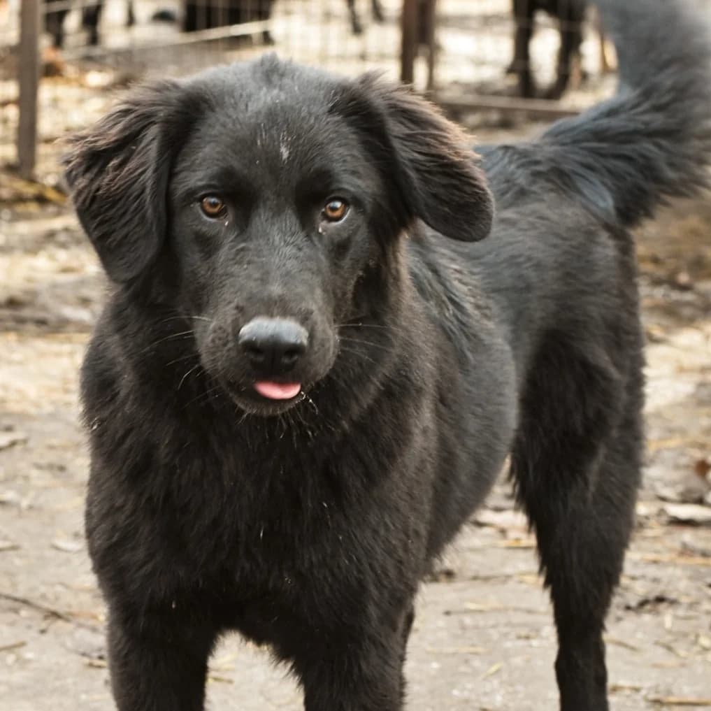 Dolly,  Mixed Breed for adoption at Help For Strays e.V. - Animal Hope Riska Belgrad