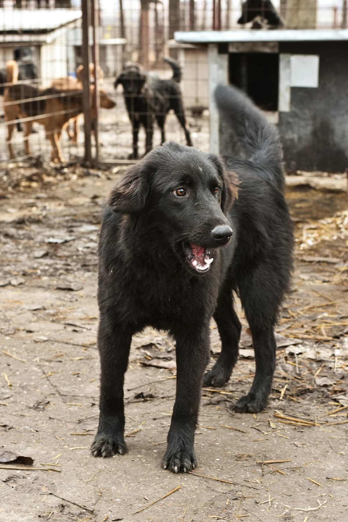 Dolly,  Mixed Breed for adoption at Help For Strays e.V. - Animal Hope Riska Belgrad — photo 6 of 10