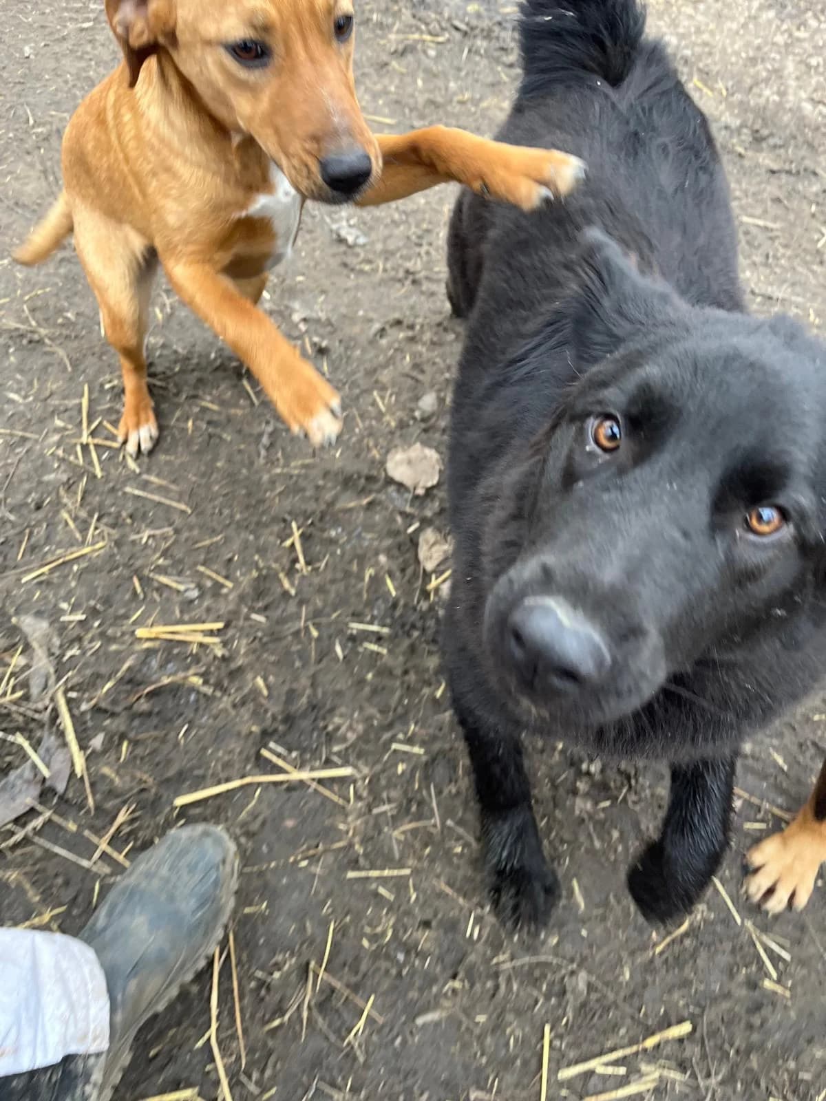 Dolly,  Mixed Breed for adoption at Help For Strays e.V. - Animal Hope Riska Belgrad — photo 7 of 10