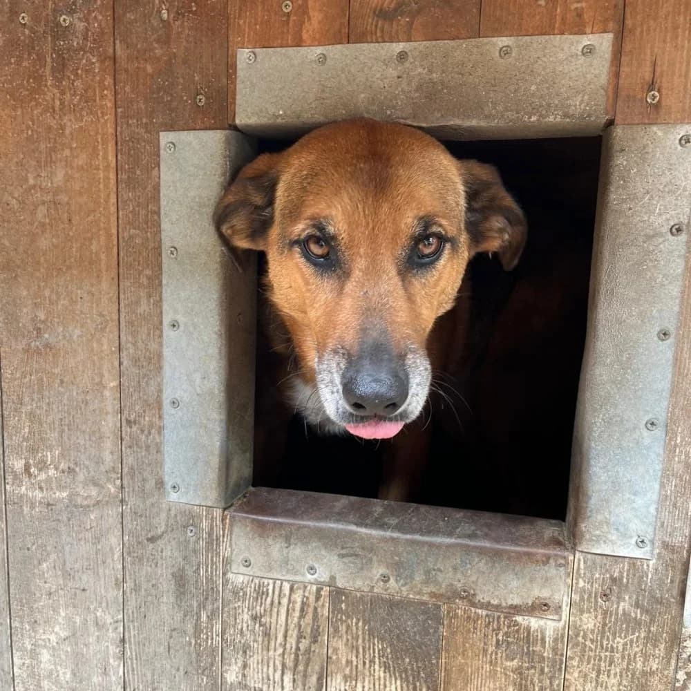 Dolores,  Mixed Breed for adoption at Help For Strays e.V. - Animal Hope Riska Belgrad