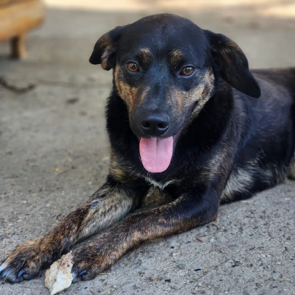 Ivy (Kira), Mixed Breed (Help For Strays e.V. - Animal Hope Riska Belgrad)