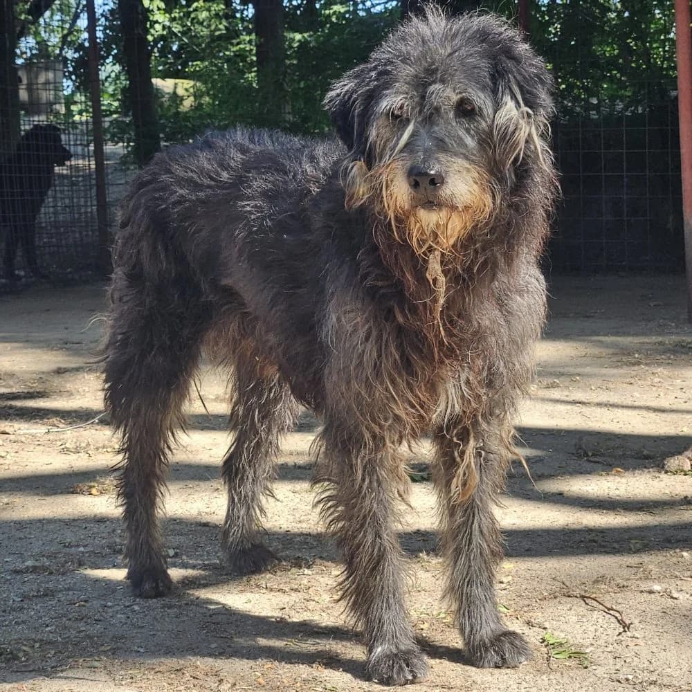 Kia,  Mixed Breed for adoption at Help For Strays e.V. - Animal Hope Riska Belgrad