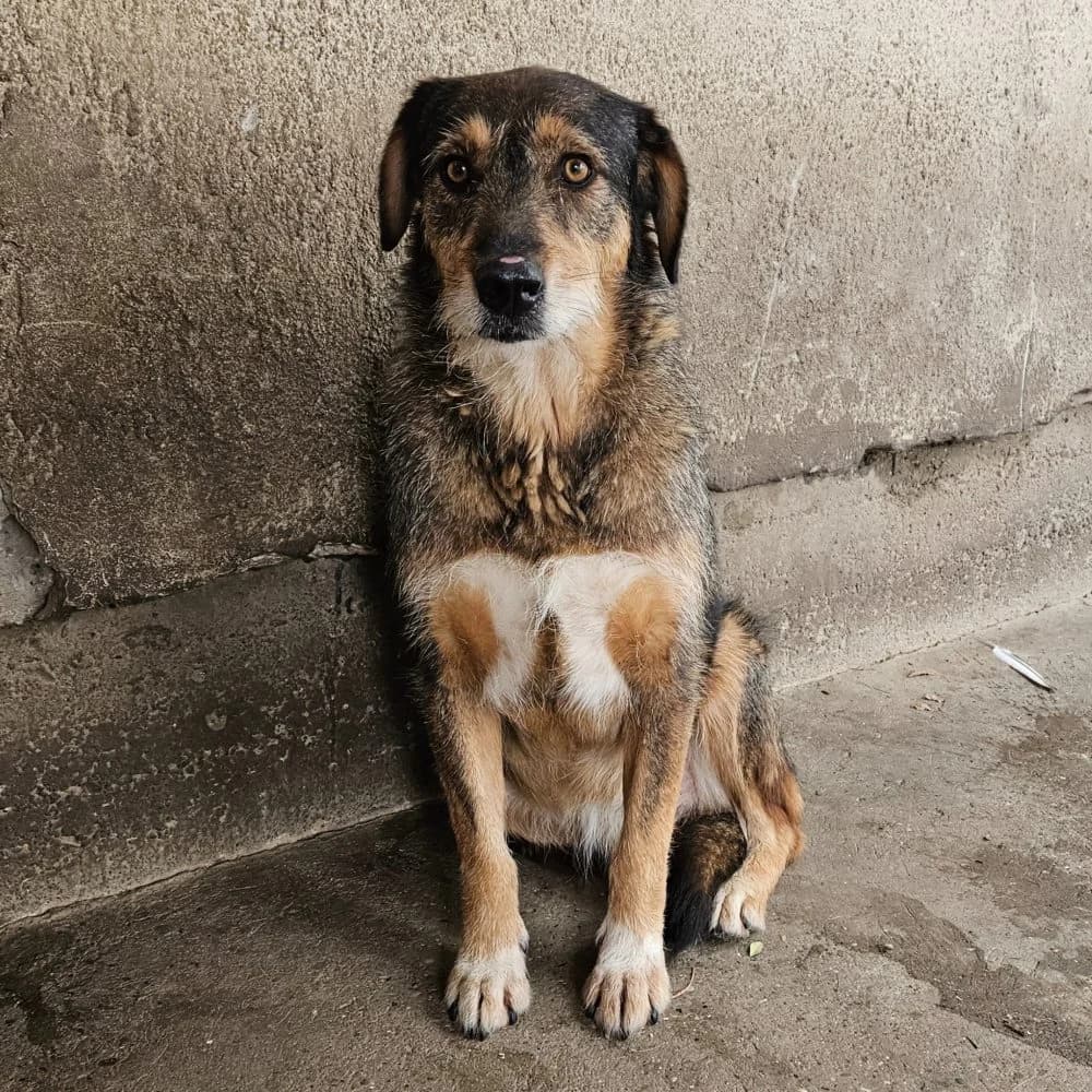 Leila,  puppy Mixed Breed for adoption at Help For Strays e.V. - Animal Hope Riska Belgrad, Aachen