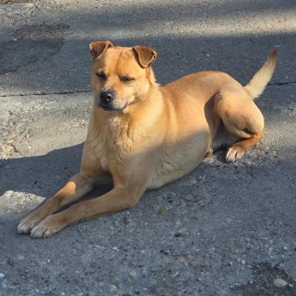 Lina,  Mixed Breed for adoption at Help For Strays e.V. - Animal Hope Riska Belgrad