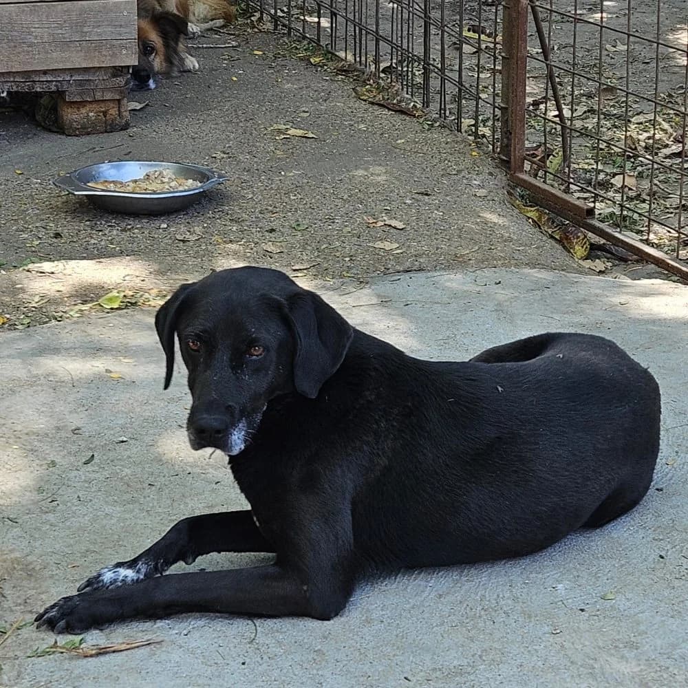 Mara,  Mixed Breed for adoption at Help For Strays e.V. - Animal Hope Riska Belgrad