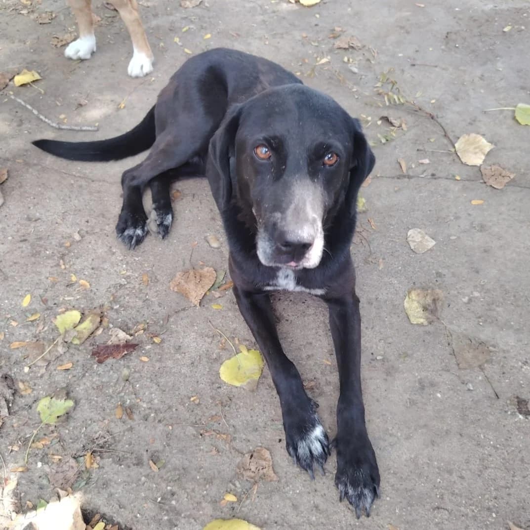 Mara,  Mixed Breed for adoption at Help For Strays e.V. - Animal Hope Riska Belgrad — photo 2 of 10