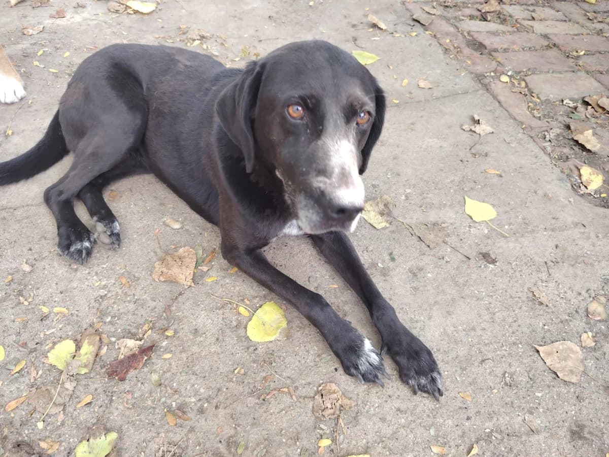 Mara,  Mixed Breed for adoption at Help For Strays e.V. - Animal Hope Riska Belgrad — photo 3 of 10