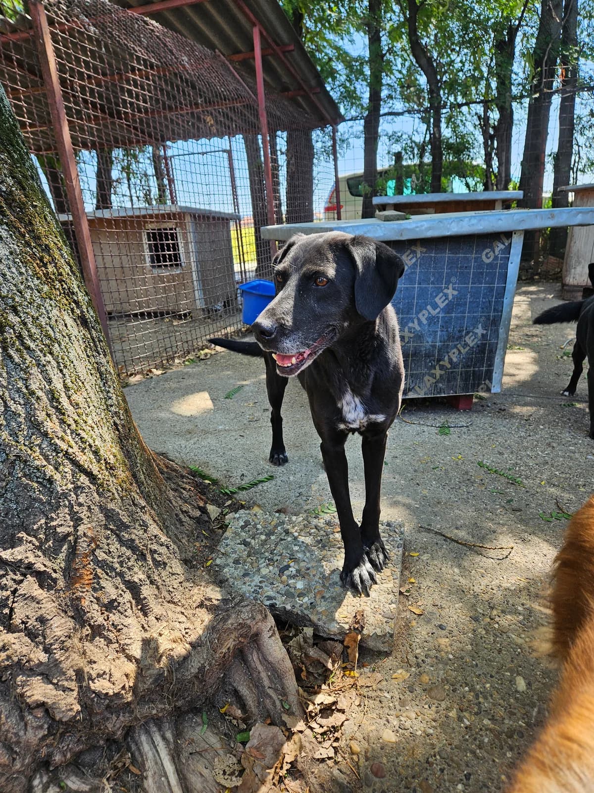 Mara,  Mixed Breed for adoption at Help For Strays e.V. - Animal Hope Riska Belgrad — photo 4 of 10