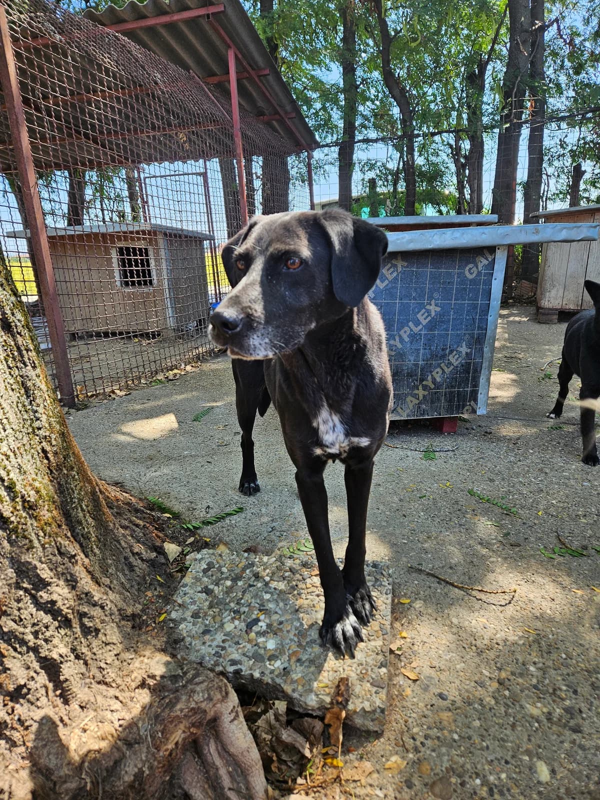 Mara,  Mixed Breed for adoption at Help For Strays e.V. - Animal Hope Riska Belgrad — photo 5 of 10