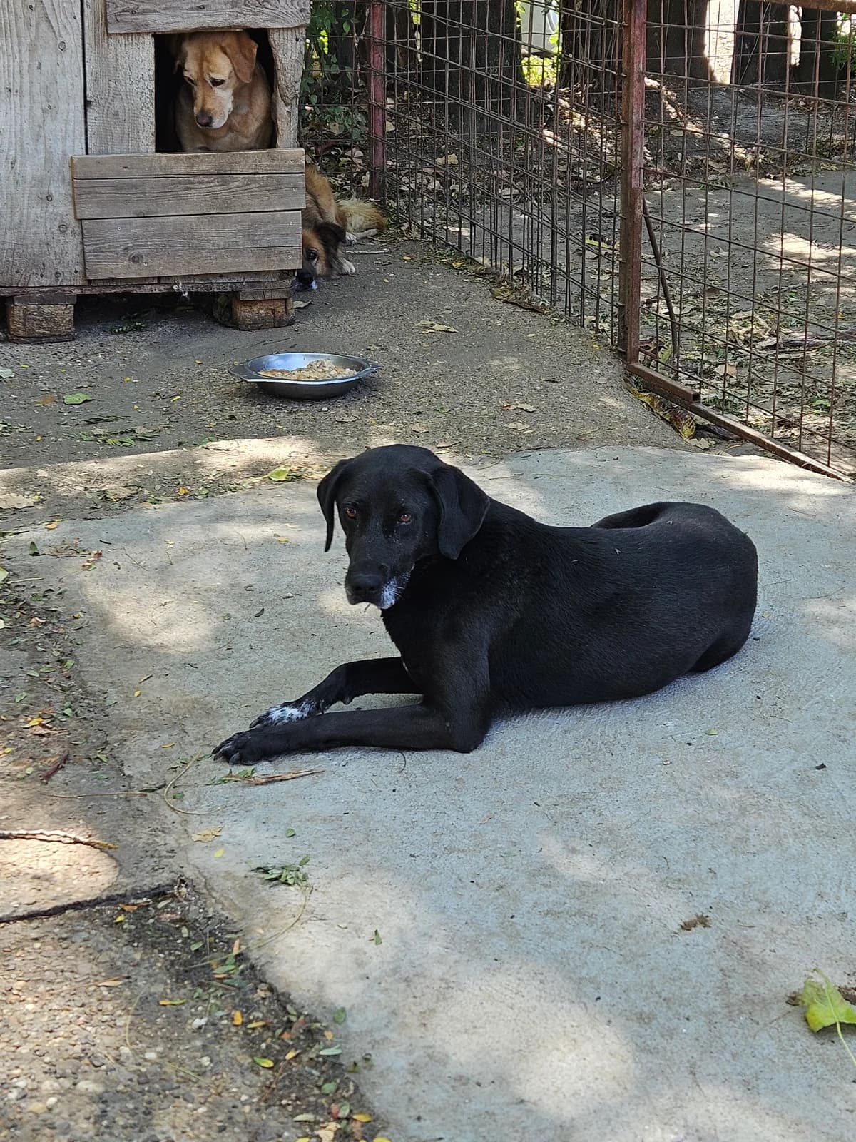 Mara,  Mixed Breed for adoption at Help For Strays e.V. - Animal Hope Riska Belgrad — photo 6 of 10