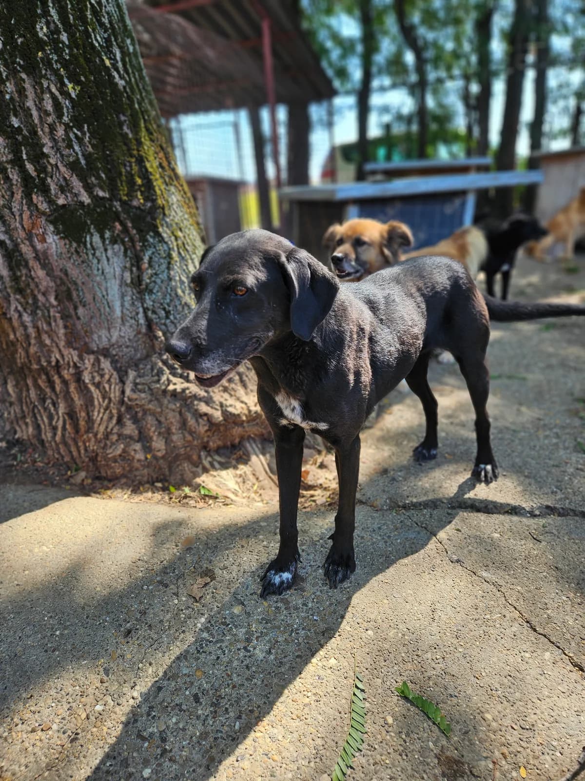 Mara,  Mixed Breed for adoption at Help For Strays e.V. - Animal Hope Riska Belgrad — photo 7 of 10