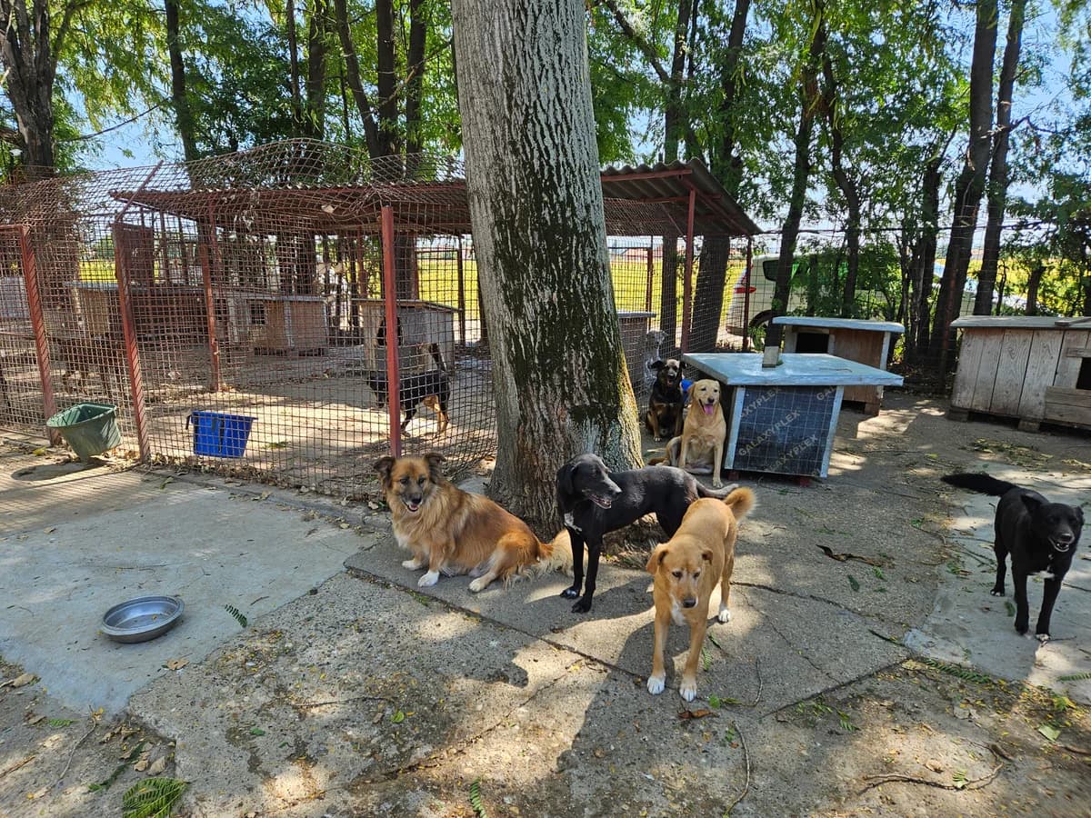 Mara,  Mixed Breed for adoption at Help For Strays e.V. - Animal Hope Riska Belgrad — photo 8 of 10