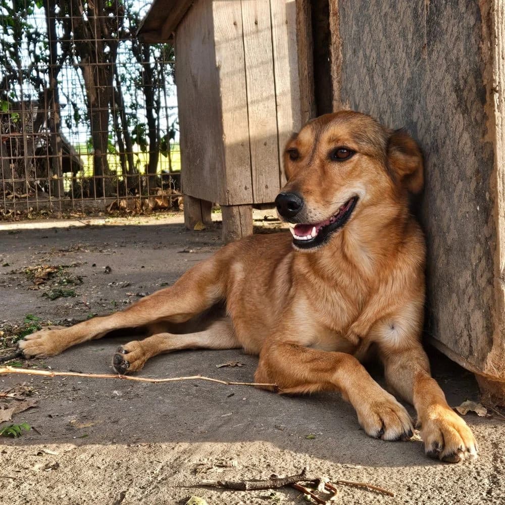 Mati,  Mixed Breed for adoption at Help For Strays e.V. - Animal Hope Riska Belgrad