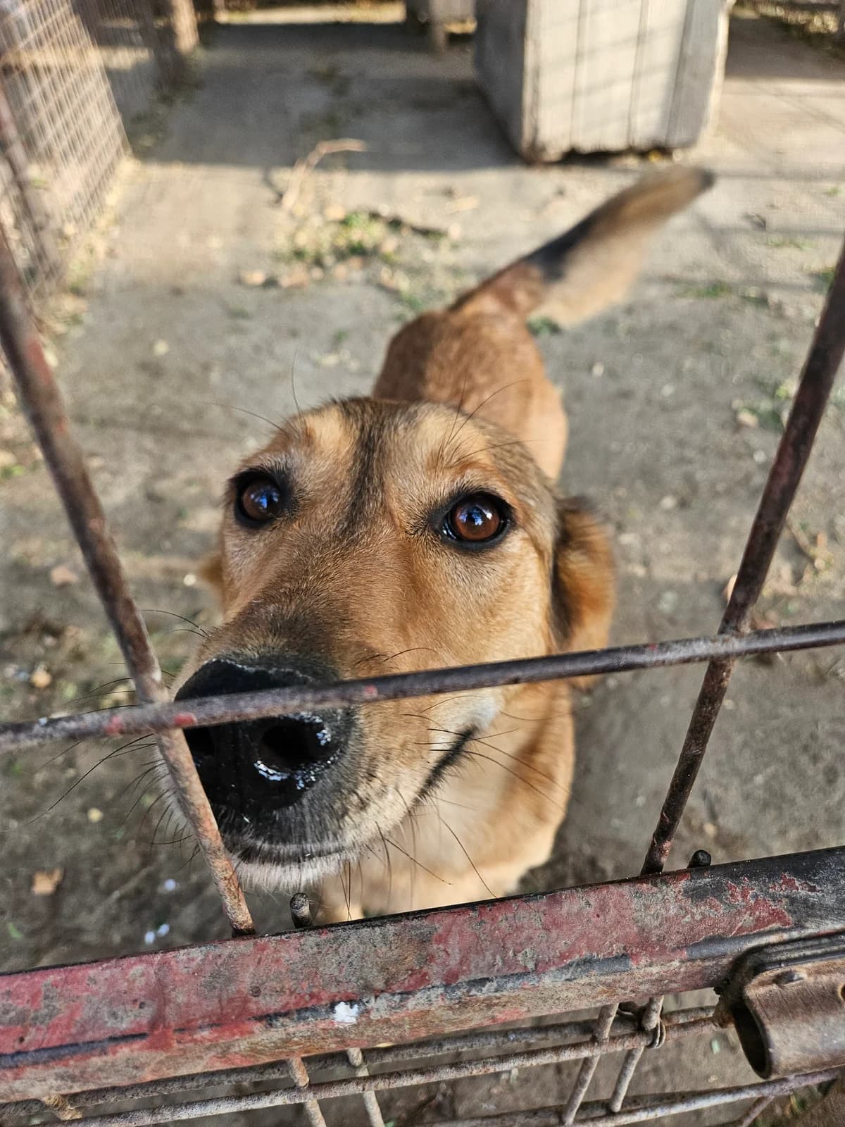 Mati,  Mixed Breed for adoption at Help For Strays e.V. - Animal Hope Riska Belgrad — photo 2 of 10