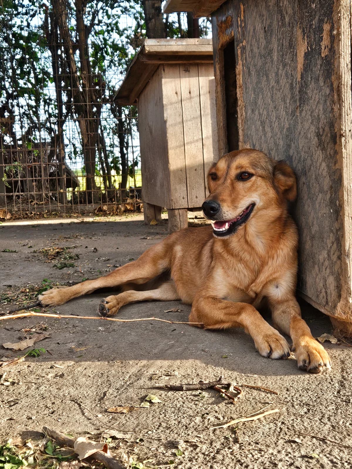 Mati,  Mixed Breed for adoption at Help For Strays e.V. - Animal Hope Riska Belgrad — photo 3 of 10