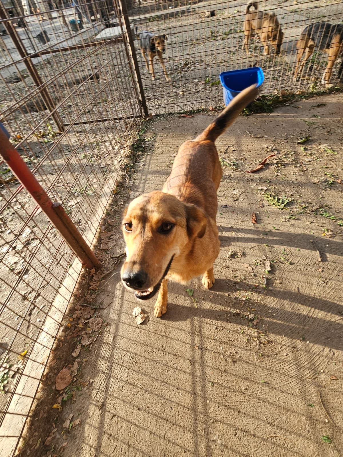 Mati,  Mixed Breed for adoption at Help For Strays e.V. - Animal Hope Riska Belgrad — photo 4 of 10