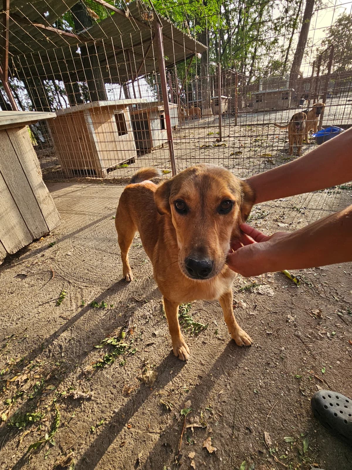 Mati,  Mixed Breed for adoption at Help For Strays e.V. - Animal Hope Riska Belgrad — photo 5 of 10