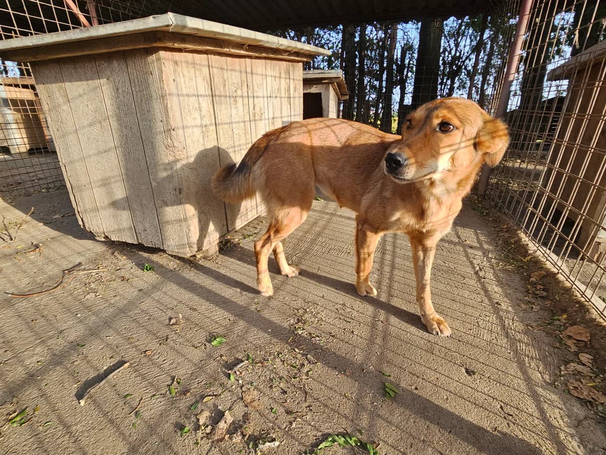 Mati,  Mixed Breed for adoption at Help For Strays e.V. - Animal Hope Riska Belgrad — photo 6 of 10