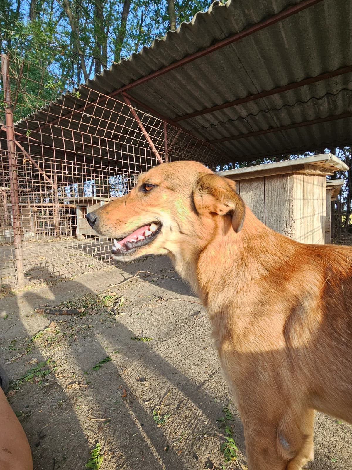 Mati,  Mixed Breed for adoption at Help For Strays e.V. - Animal Hope Riska Belgrad — photo 7 of 10