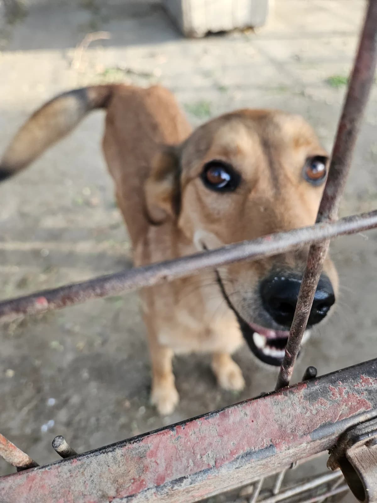 Mati,  Mixed Breed for adoption at Help For Strays e.V. - Animal Hope Riska Belgrad — photo 8 of 10