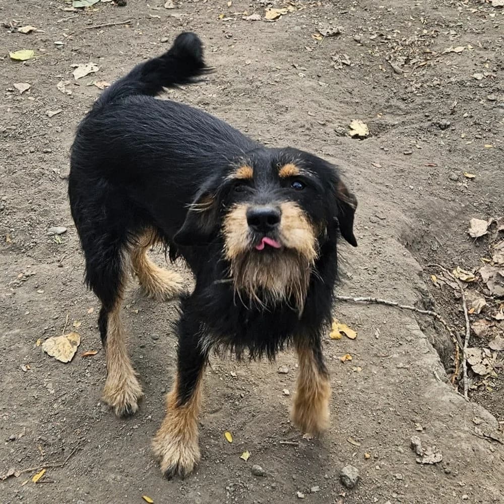 Max,  Mixed Breed for adoption at Help For Strays e.V. - Animal Hope Riska Belgrad, Aachen