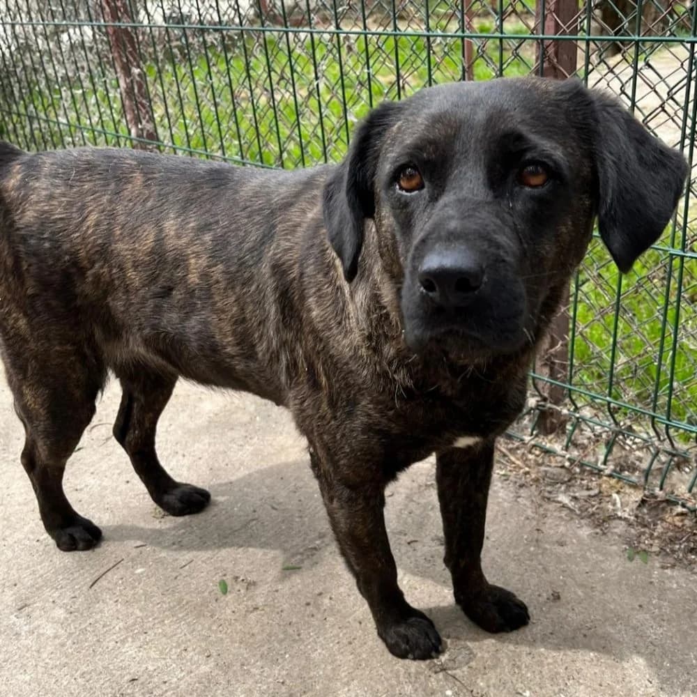Mimi,  Mixed Breed for adoption at Help For Strays e.V. - Animal Hope Riska Belgrad, Aachen