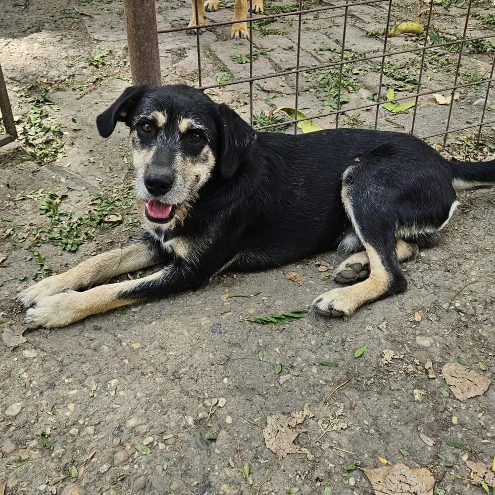Moritz,  Mixed Breed for adoption at Help For Strays e.V. - Animal Hope Riska Belgrad, Aachen