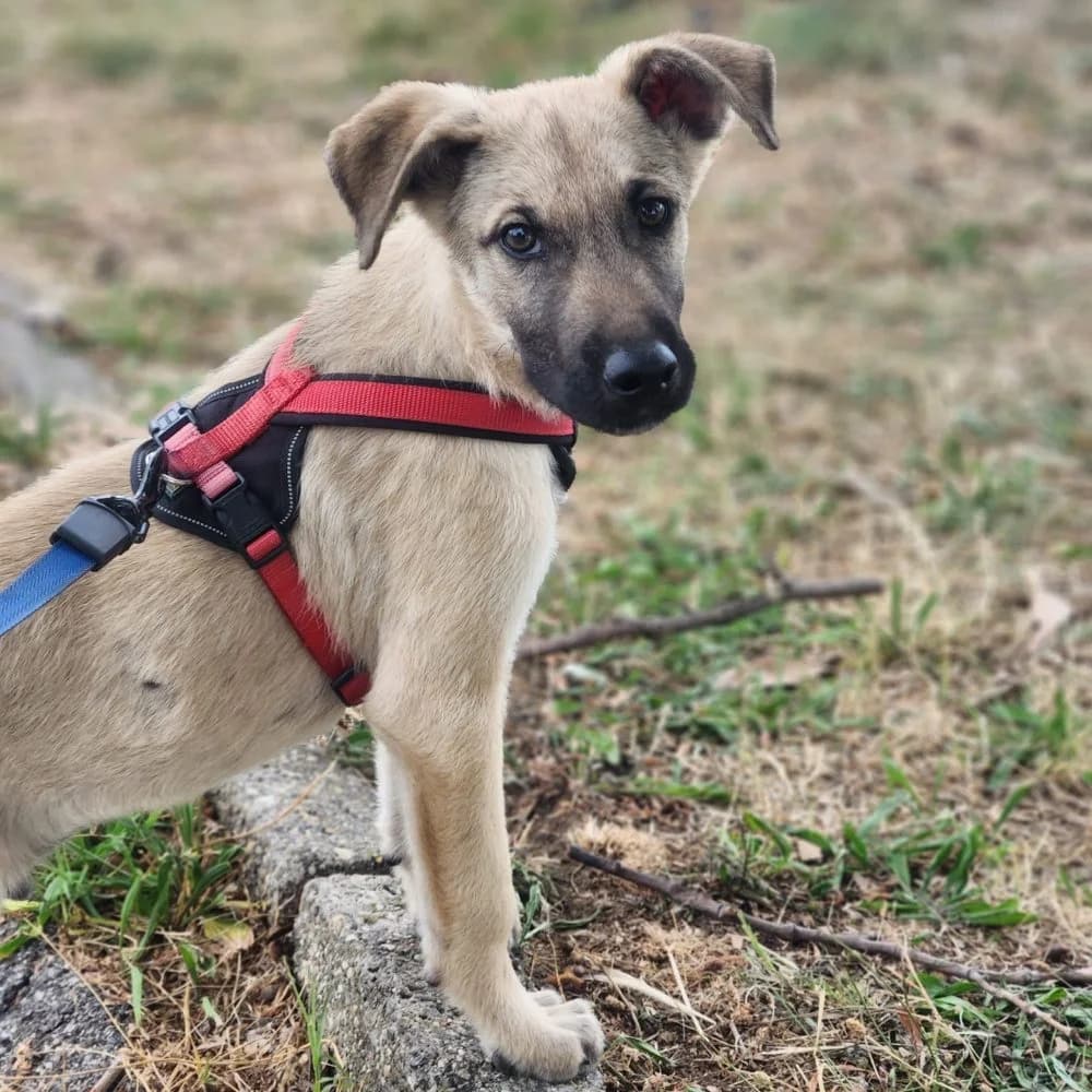 Neo,  puppy Mixed Breed for adoption at Help For Strays e.V. - Animal Hope Riska Belgrad, Aachen