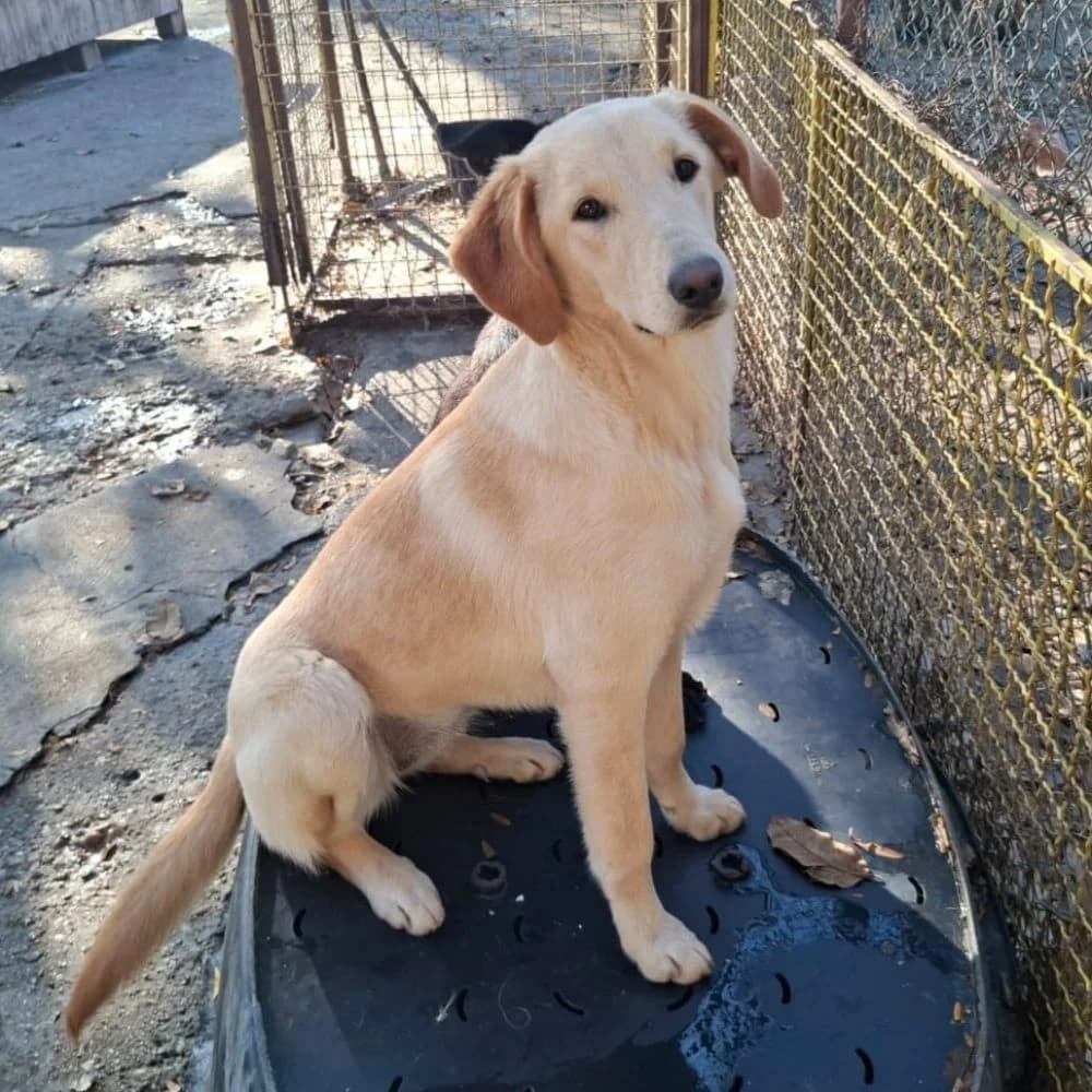 Paola,  Labrador Retriever for adoption at Help For Strays e.V. - Animal Hope Riska Belgrad