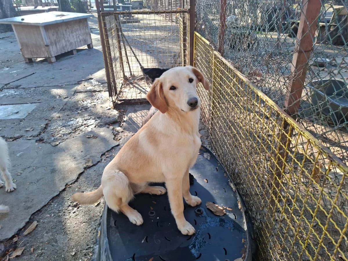 Paola,  Labrador Retriever for adoption at Help For Strays e.V. - Animal Hope Riska Belgrad — photo 3 of 10