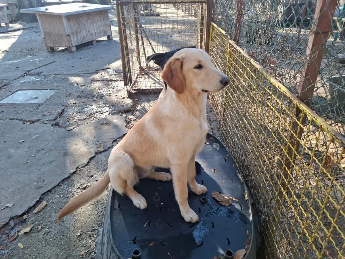 Paola,  Labrador Retriever for adoption at Help For Strays e.V. - Animal Hope Riska Belgrad — photo 4 of 10