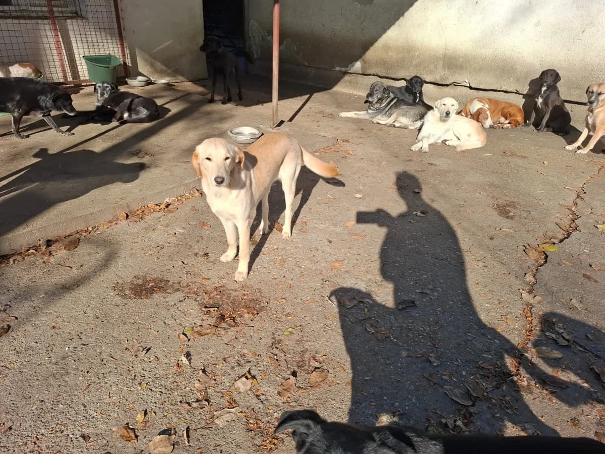 Paola,  Labrador Retriever for adoption at Help For Strays e.V. - Animal Hope Riska Belgrad — photo 5 of 10