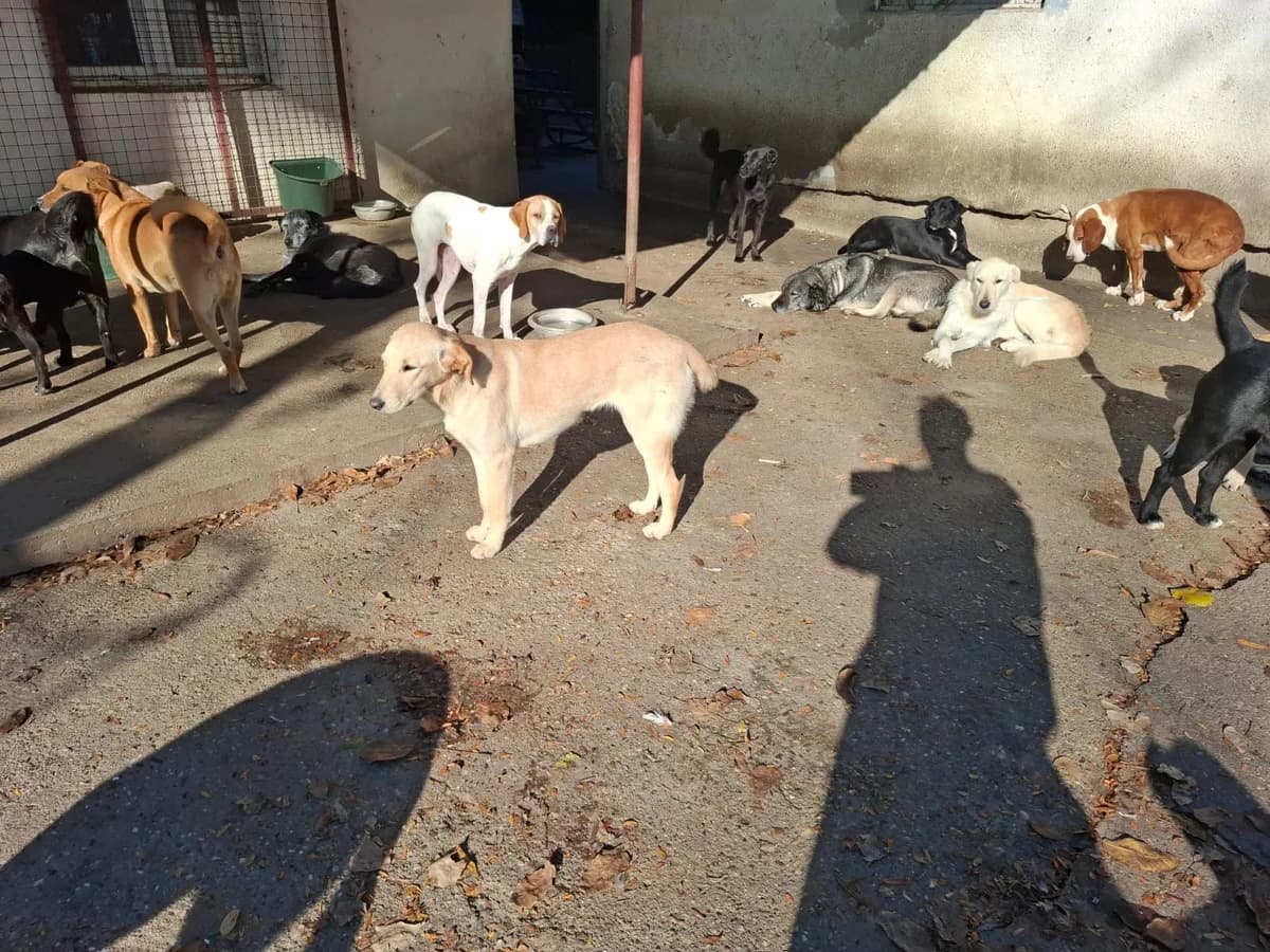 Paola,  Labrador Retriever for adoption at Help For Strays e.V. - Animal Hope Riska Belgrad — photo 6 of 10