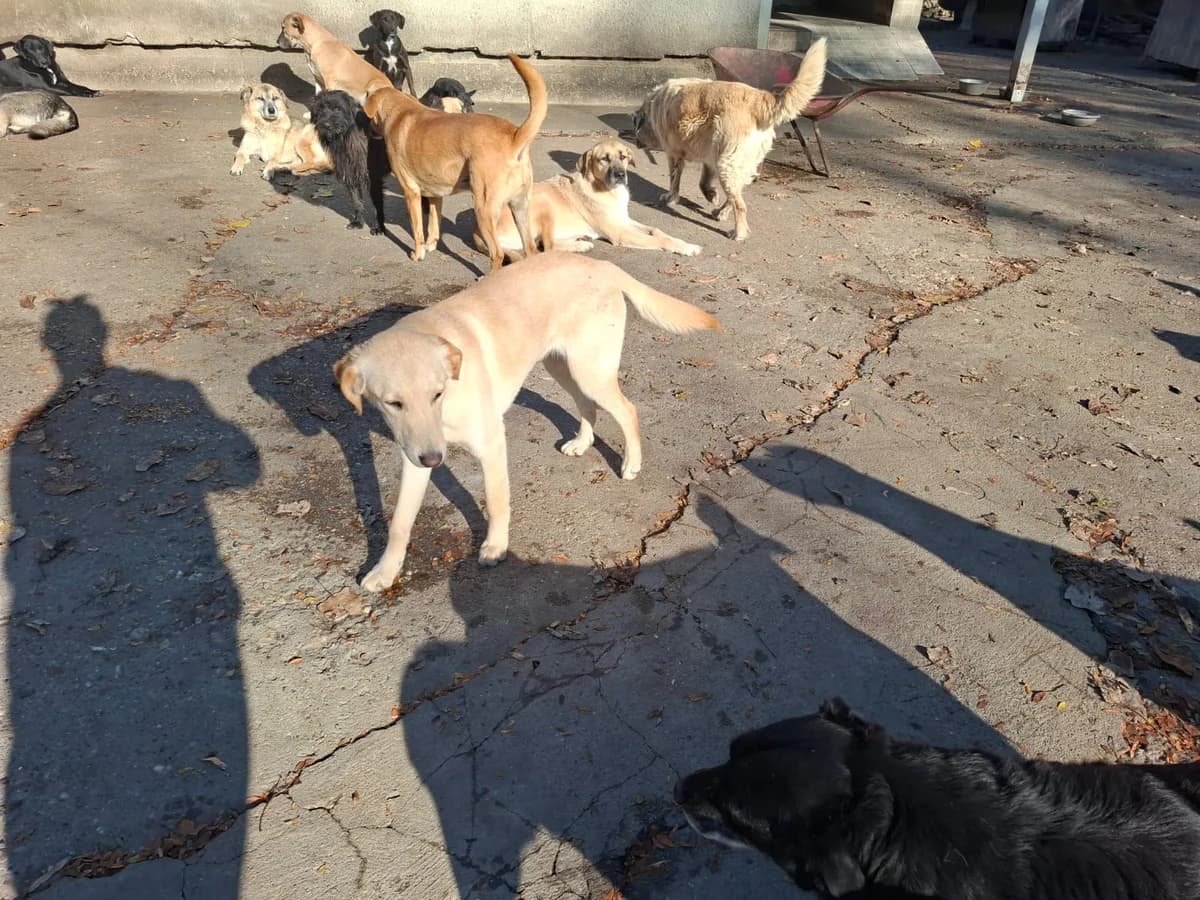 Paola,  Labrador Retriever for adoption at Help For Strays e.V. - Animal Hope Riska Belgrad — photo 7 of 10