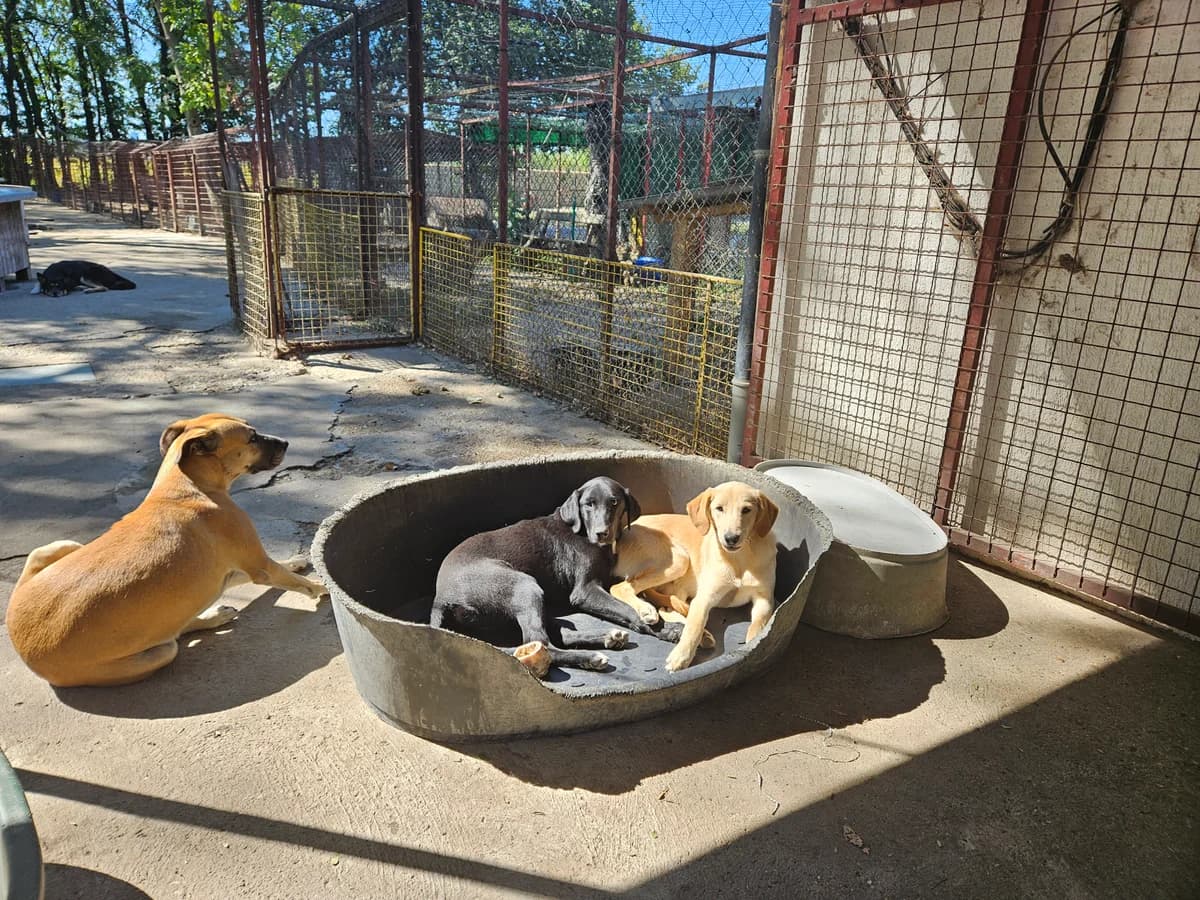 Paola,  Labrador Retriever for adoption at Help For Strays e.V. - Animal Hope Riska Belgrad — photo 8 of 10