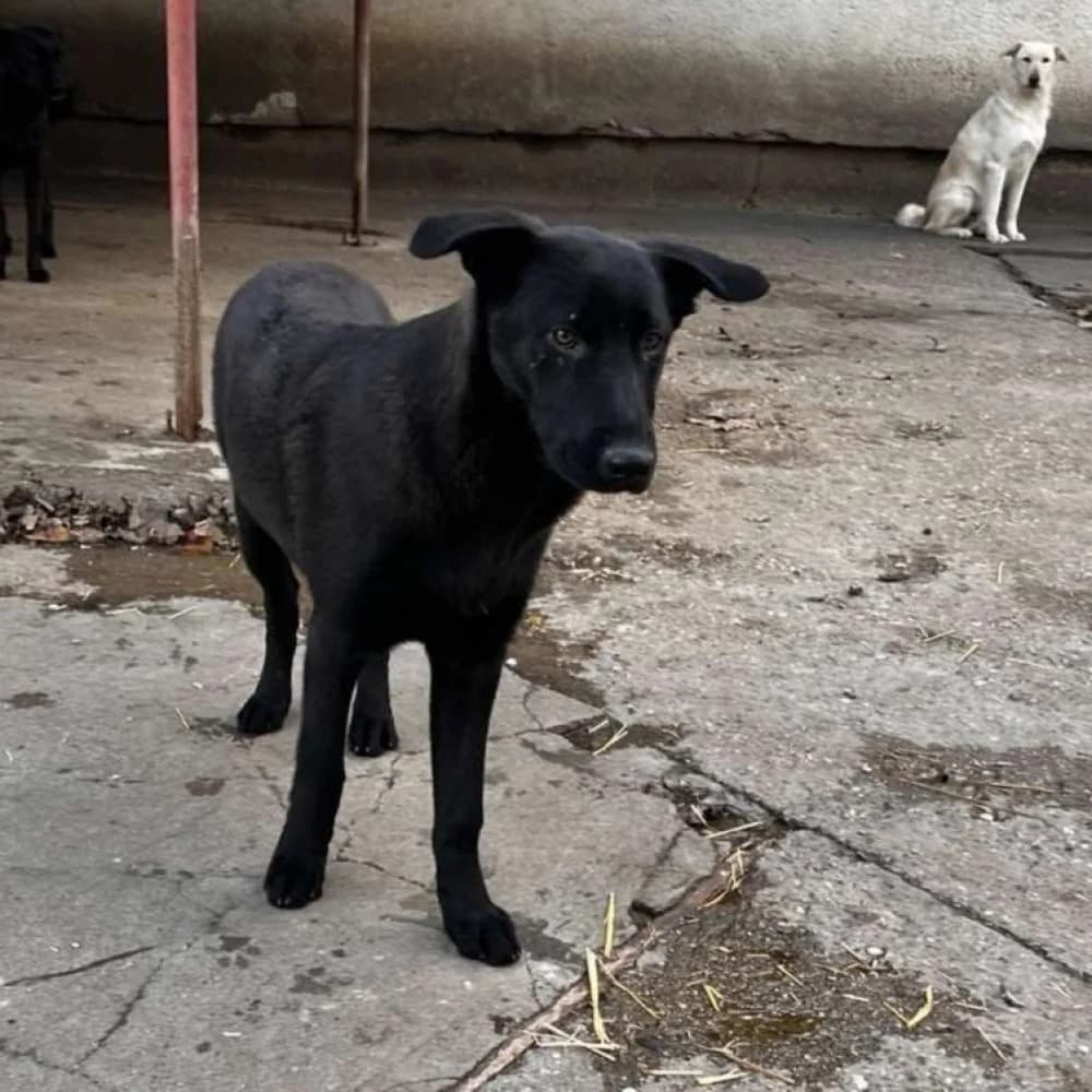 Rocky,  puppy Mixed Breed for adoption at Help For Strays e.V. - Animal Hope Riska Belgrad, Aachen