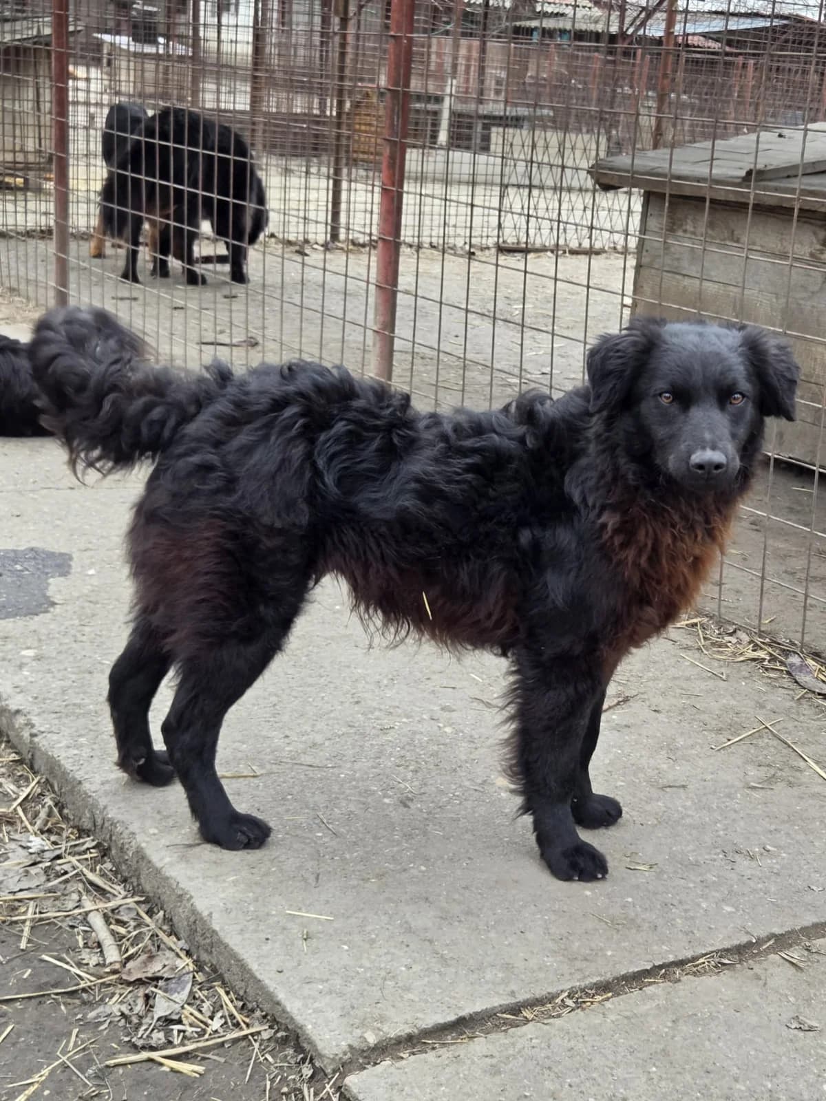 Romeo,  Mixed Breed for adoption at Help For Strays e.V. - Animal Hope Riska Belgrad — photo 2 of 10