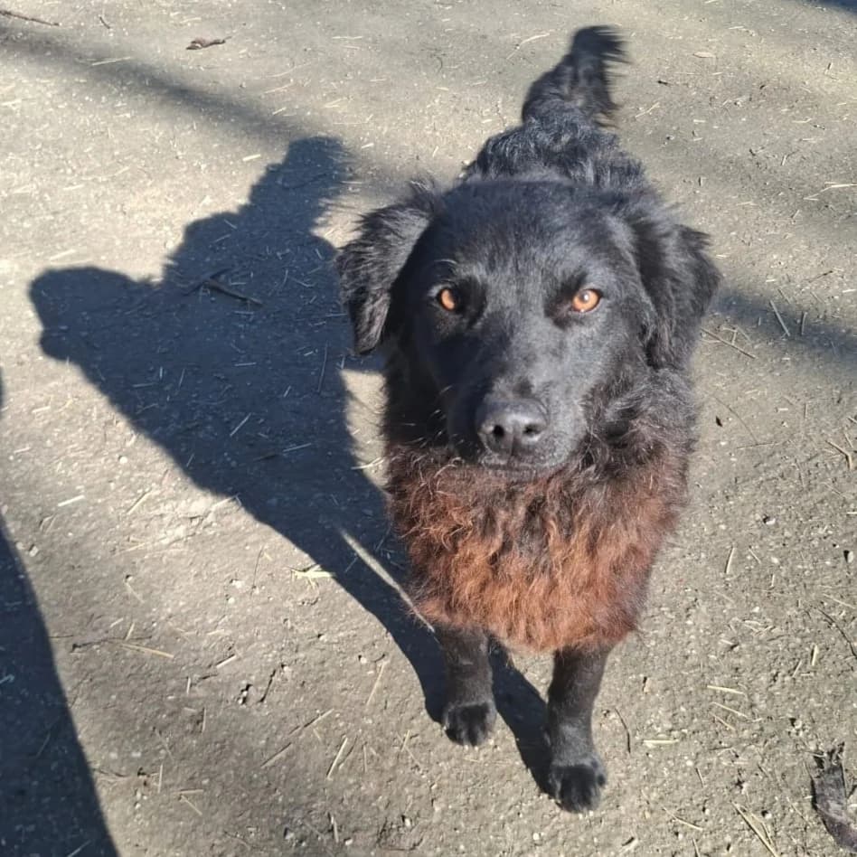 Romeo,  Mixed Breed for adoption at Help For Strays e.V. - Animal Hope Riska Belgrad — photo 3 of 10