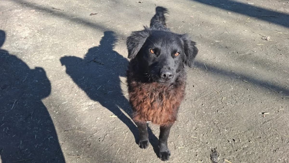 Romeo,  Mixed Breed for adoption at Help For Strays e.V. - Animal Hope Riska Belgrad — photo 4 of 10