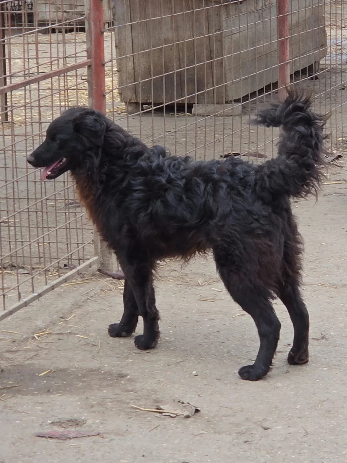 Romeo,  Mixed Breed for adoption at Help For Strays e.V. - Animal Hope Riska Belgrad — photo 5 of 10