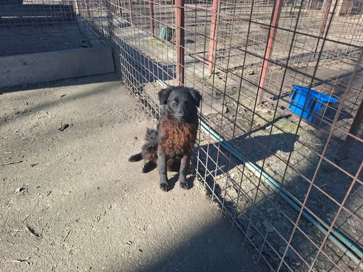 Romeo,  Mixed Breed for adoption at Help For Strays e.V. - Animal Hope Riska Belgrad — photo 6 of 10