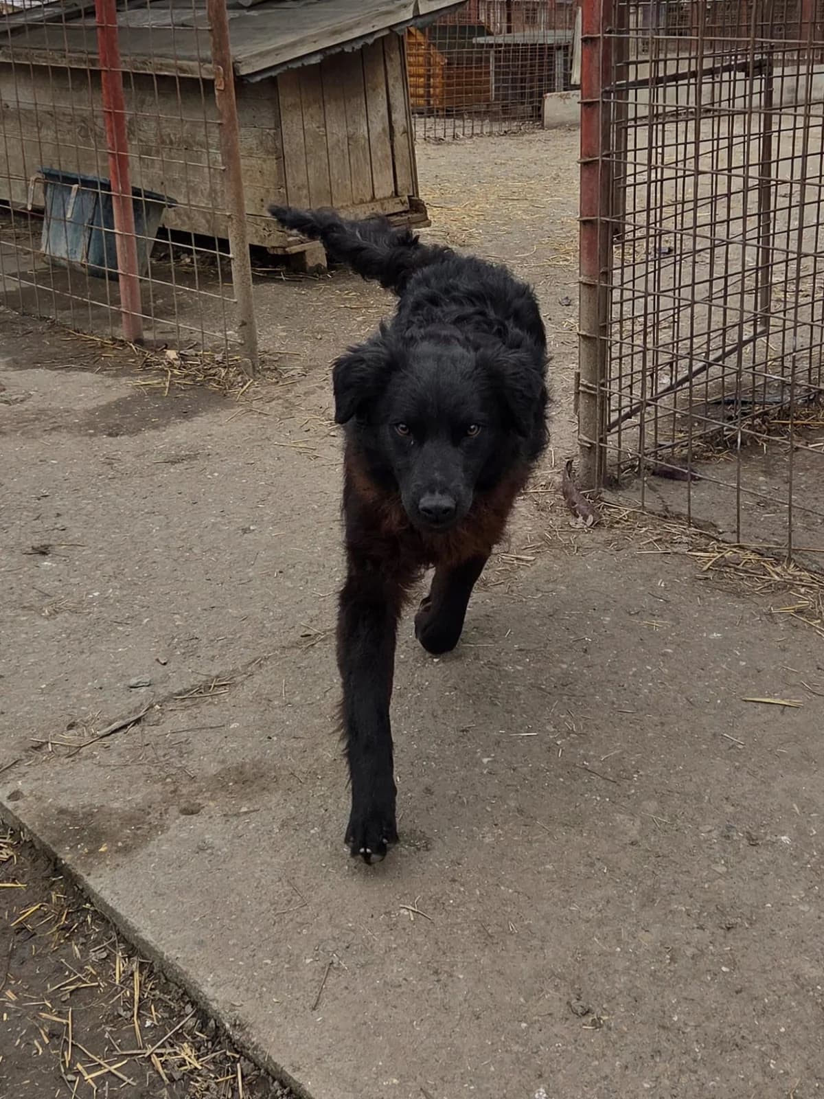Romeo,  Mixed Breed for adoption at Help For Strays e.V. - Animal Hope Riska Belgrad — photo 7 of 10