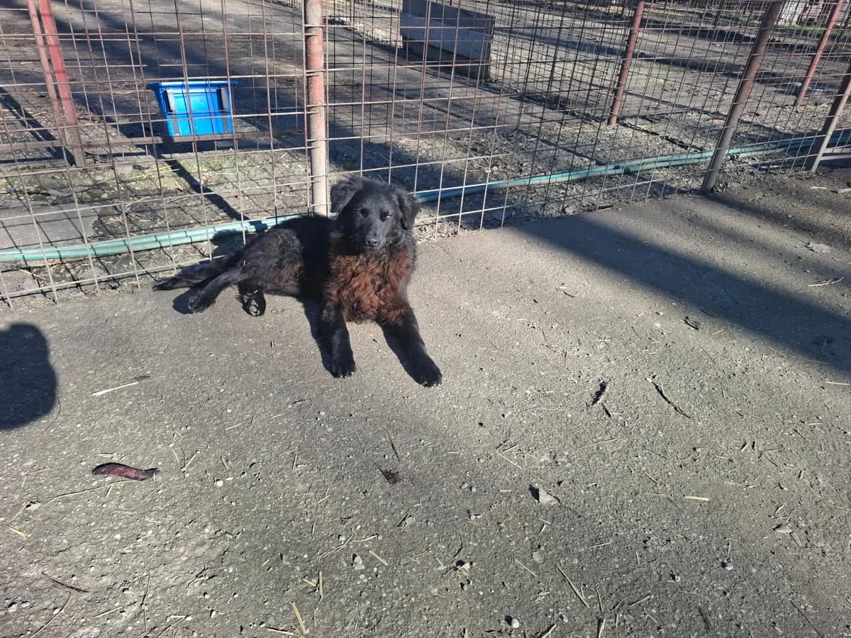 Romeo,  Mixed Breed for adoption at Help For Strays e.V. - Animal Hope Riska Belgrad — photo 8 of 10