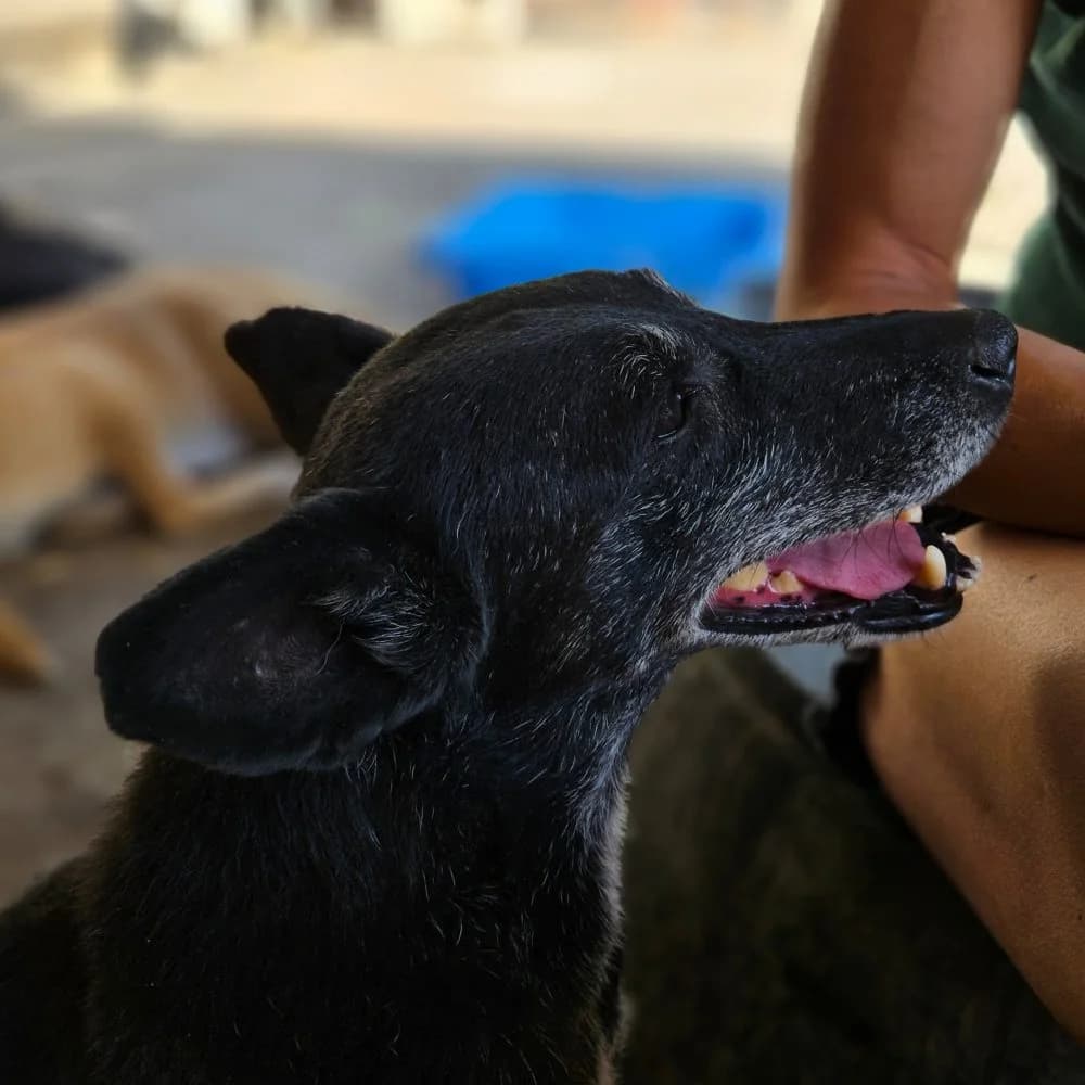 Srna,  Mixed Breed for adoption at Help For Strays e.V. - Animal Hope Riska Belgrad