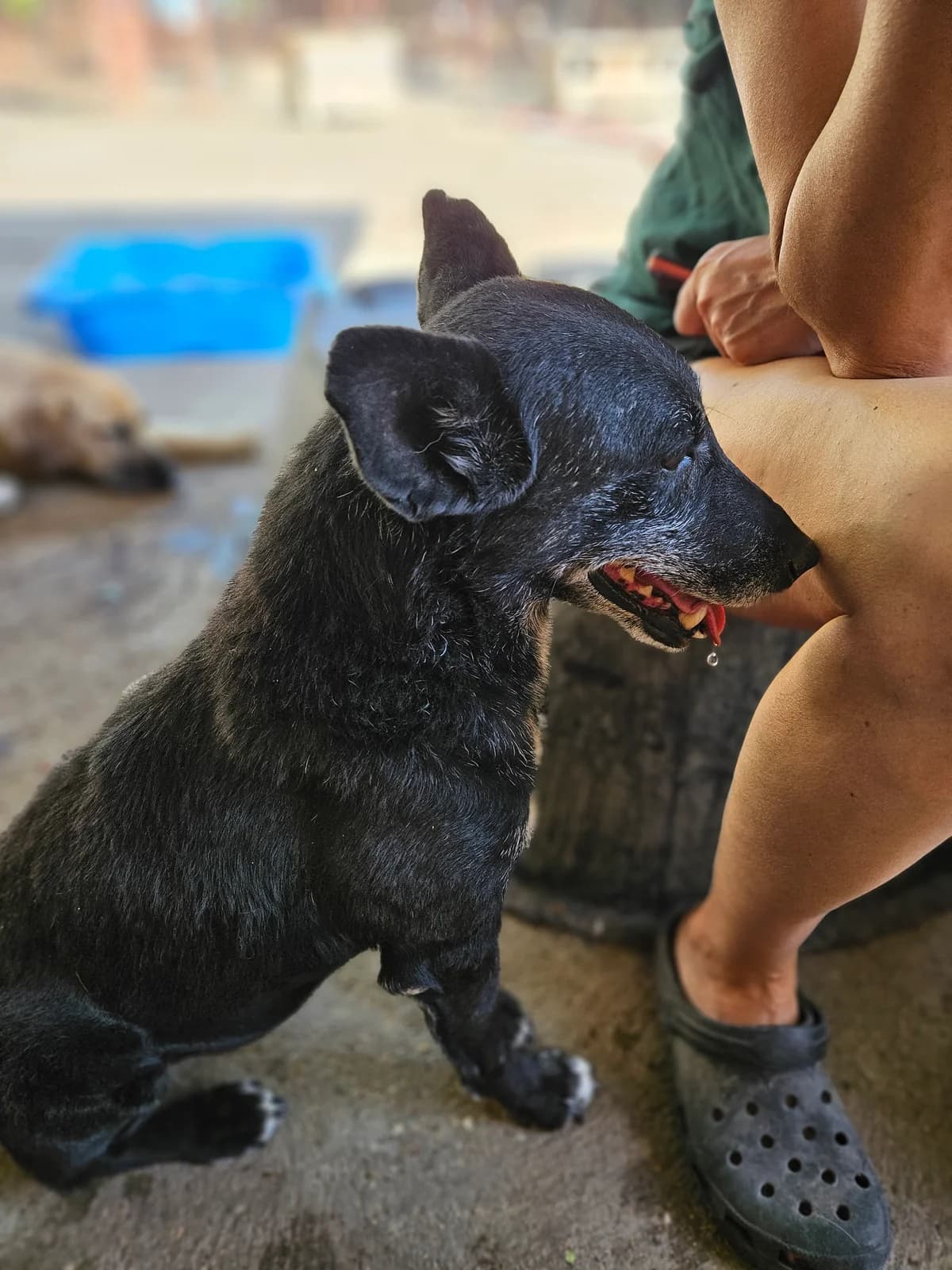 Srna,  Mixed Breed for adoption at Help For Strays e.V. - Animal Hope Riska Belgrad — photo 3 of 10