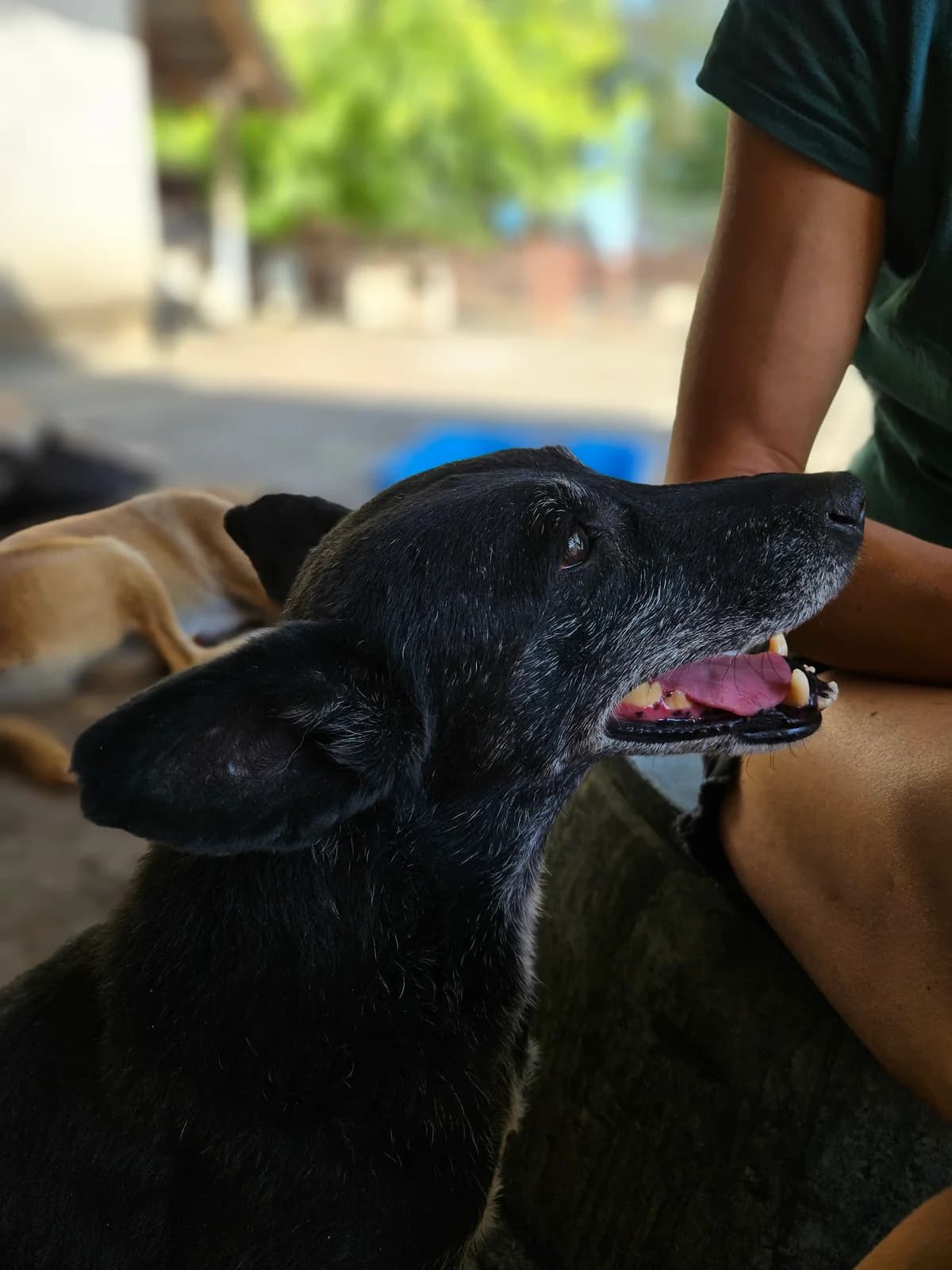 Srna,  Mixed Breed for adoption at Help For Strays e.V. - Animal Hope Riska Belgrad — photo 4 of 10