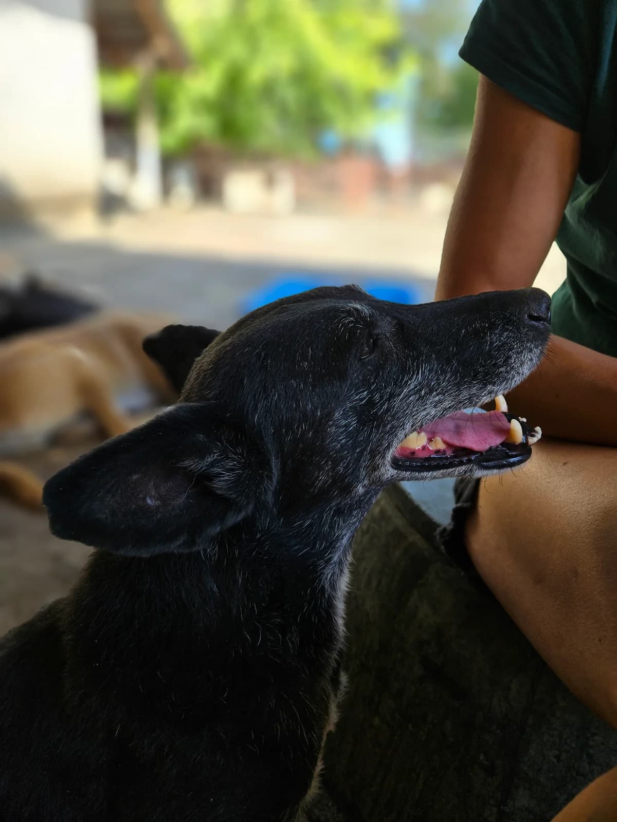 Srna,  Mixed Breed for adoption at Help For Strays e.V. - Animal Hope Riska Belgrad — photo 5 of 10