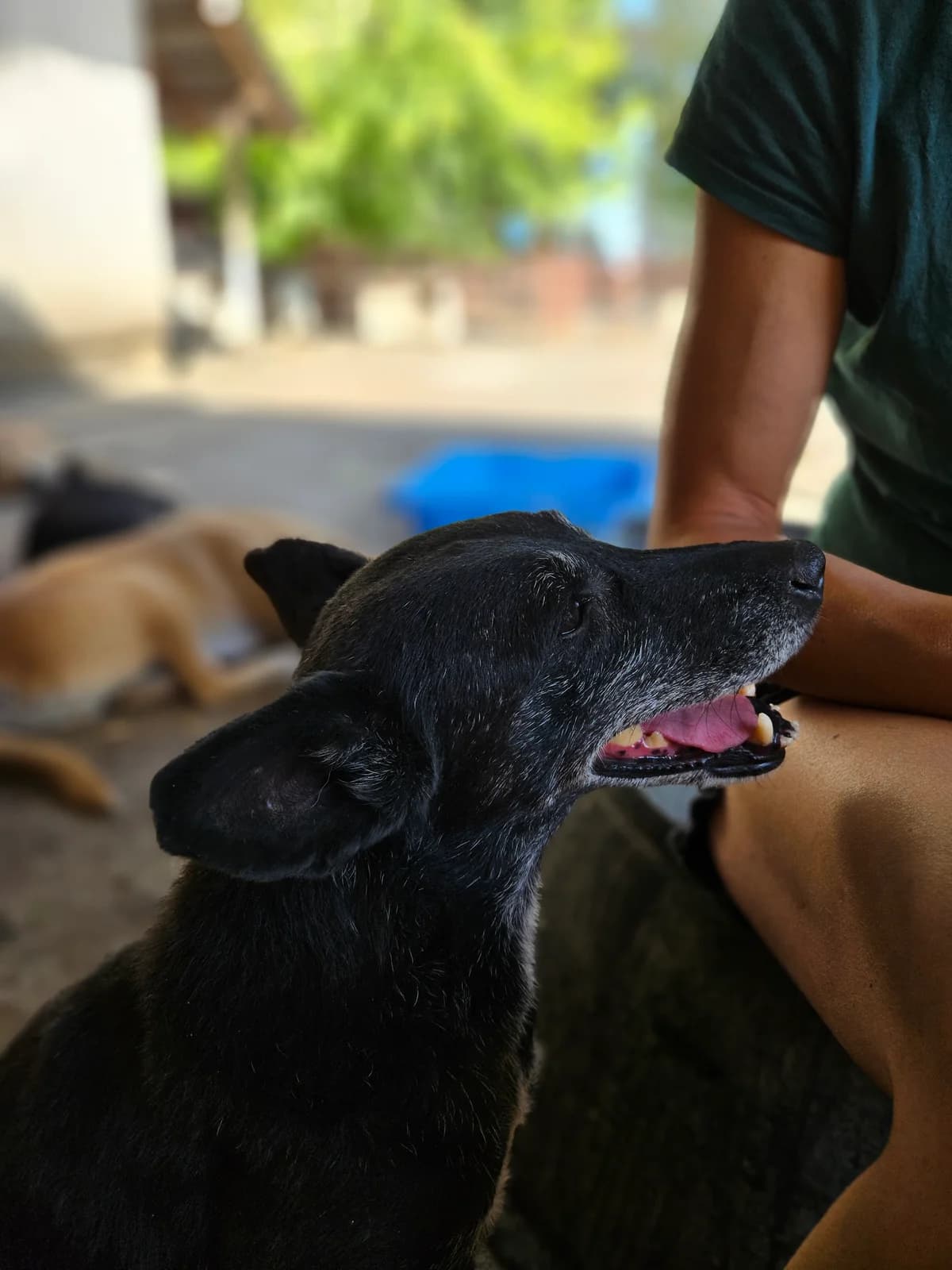 Srna,  Mixed Breed for adoption at Help For Strays e.V. - Animal Hope Riska Belgrad — photo 6 of 10